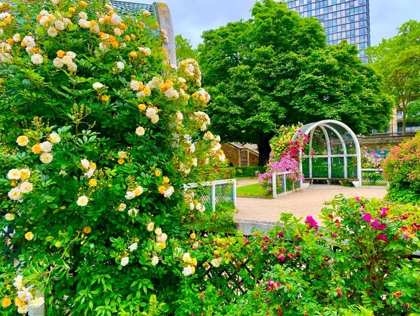 Krásná Růžová Zahrada Malém Parku Náměstí Rene Gall Paříži Stock Fotografie
