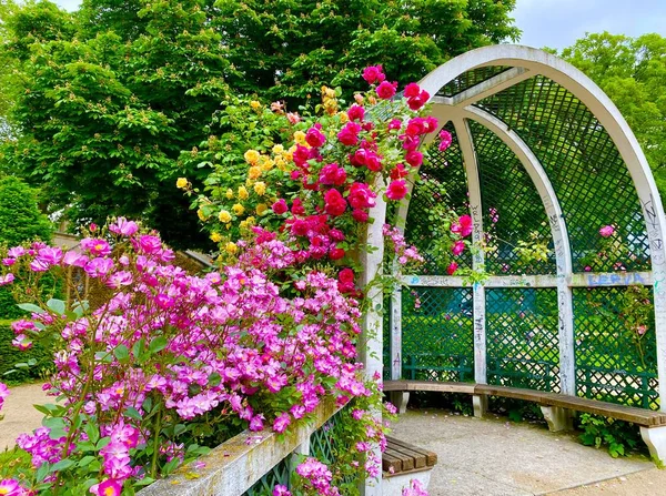 Krásná Růžová Zahrada Malém Parku Náměstí Rene Gall Paříži Royalty Free Stock Fotografie