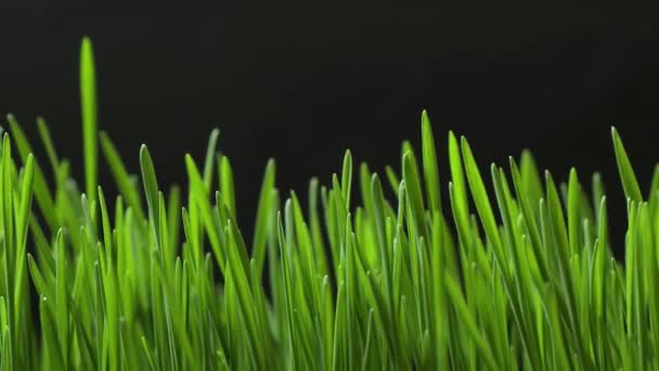 Grünes Gras Wächst Zeitraffer Nahaufnahme Mit Schwarzem Hintergrund — Stockvideo