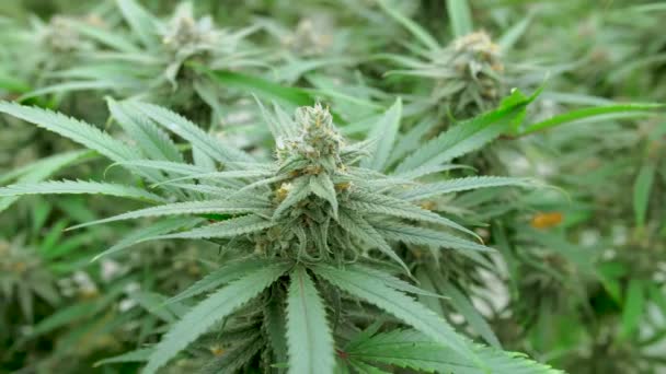 Selective Focus Close Cannabis Plant Medicinal Marijuana Cola Leaves Field — Stock Video