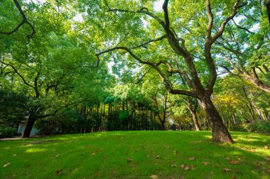 Sonbahar Şangay orman parkında