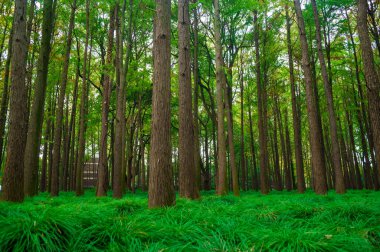 Sonbahar Şangay orman parkında
