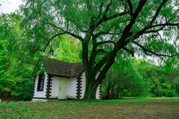 Şangay 'daki orman parkı.