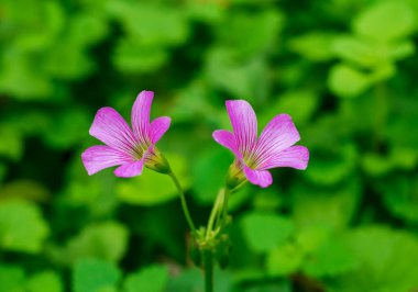 Sonbaharda Pembe çiçek