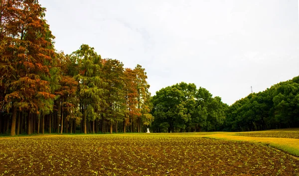 Sonbaharda aşıklar ve Şangay Parkı