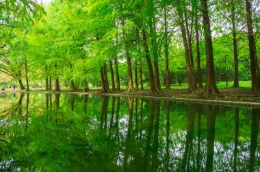 Sonbahar Şangay orman parkında
