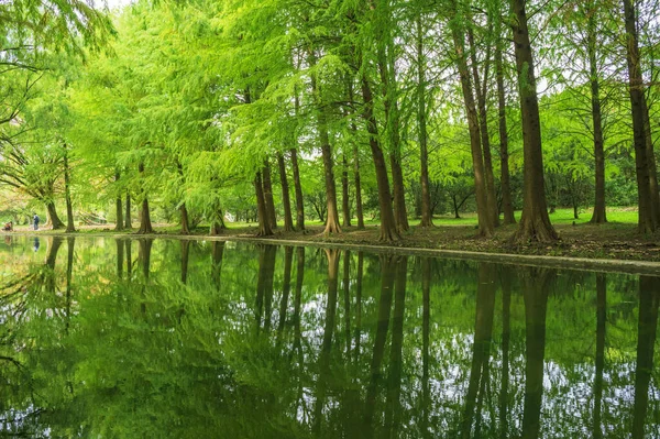 Sonbahar Şangay orman parkında
