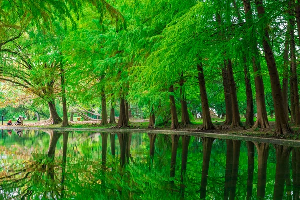 Otoño Parque Forestal Shanghai — Foto de Stock