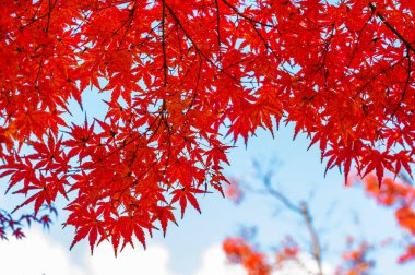 Shanghai Parkı 'nda sonbahar