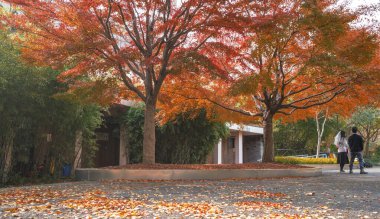 Akçaağaç kışın ayrılıyor ve Şanghay ExPO Parkı