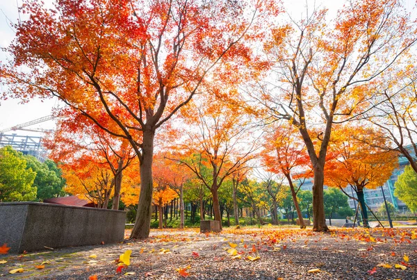 Akçaağaç kışın ayrılıyor ve Şanghay ExPO Parkı