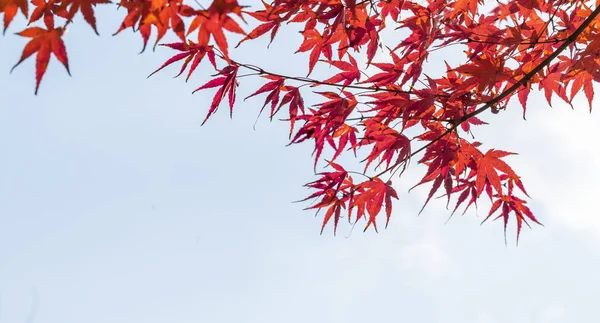 Akçaağaç kışın ayrılıyor ve Şanghay ExPO Parkı