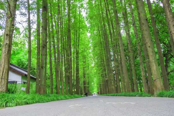 Şangay botanik bahçesindeki ağaçlı yol.