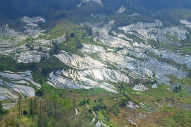 Çin 'deki Yuan Yang terası.