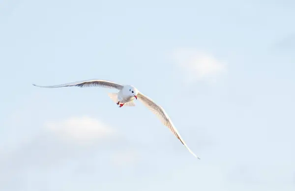 Gagalı martı daha hızlı uçuyor.