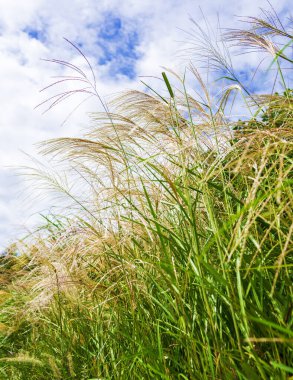 Sazlık sonbaharda dalgalanır