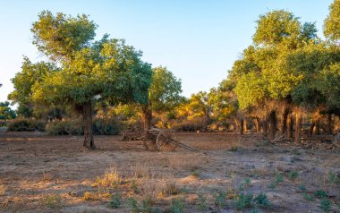  Ağaç kuzeybatıda büyüyor 
