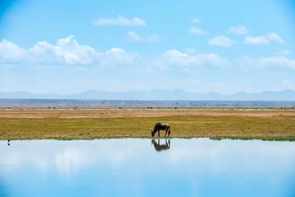 Gölün etrafında duran gnu