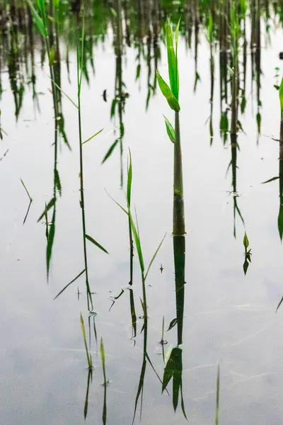 Sazlık baharda büyüyor.