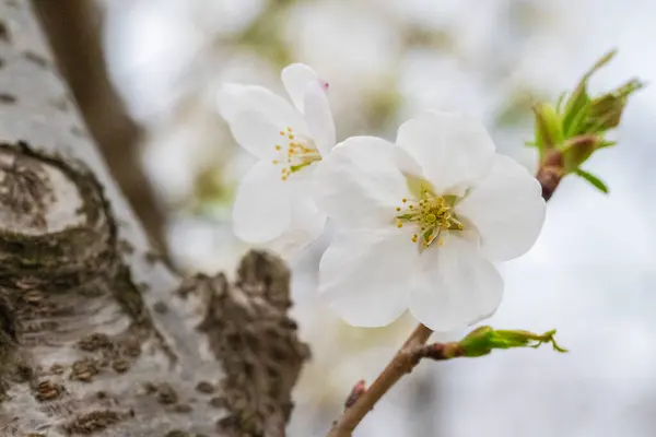 Sakura 'nın çiçeği açıyor.