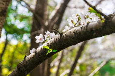 Sakura 'nın çiçeği açıyor.