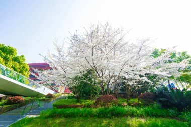 Sakura 'nın çiçeği açıyor. 