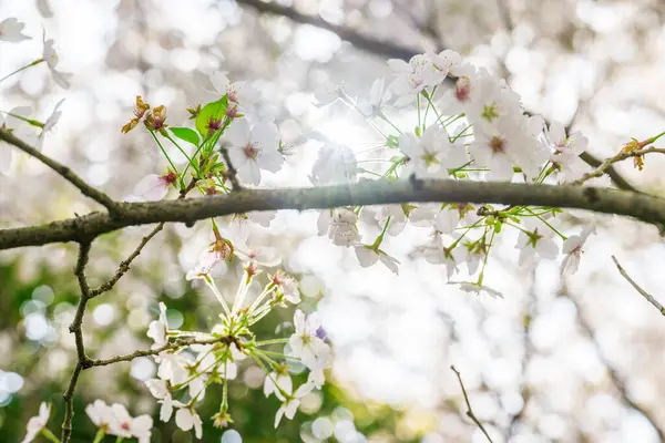 Sakura 'nın çiçeği açıyor.