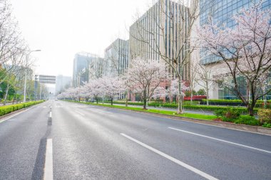 Sakura 'nın çiçeği açıyor.