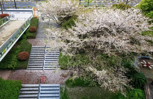 Şangay 'da kiraz çiçeği açıyor.