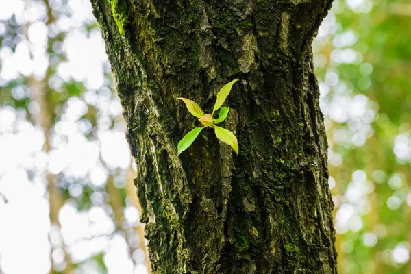 Tomurcuk baharda büyüyor.