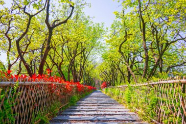 Baharlı bahçeye giden yol