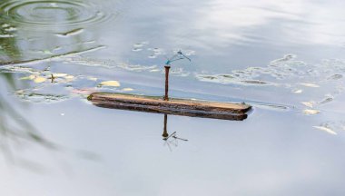 Shanghia 'daki şehir manzarası