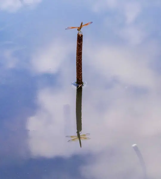 Yusufçuk nehirde dinleniyor.