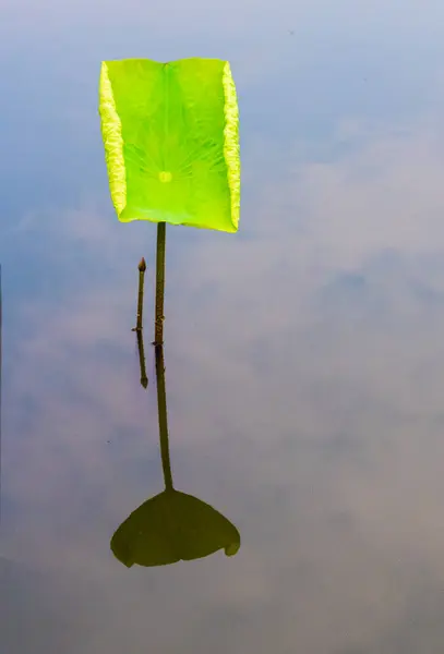 Nilüfer gölette büyüyor.