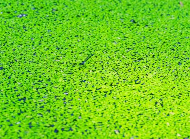 Yusufçuk gölette dinleniyor.