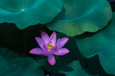 the lotus growing in summer clipart