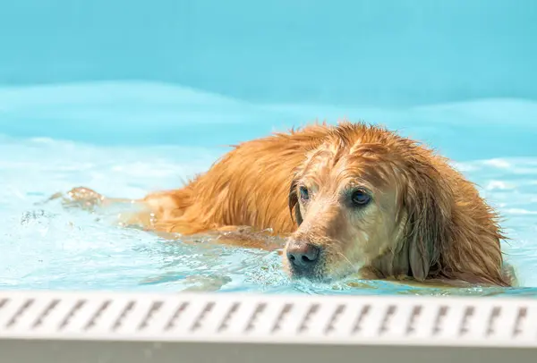 Yüzme havuzunda oynayan köpek