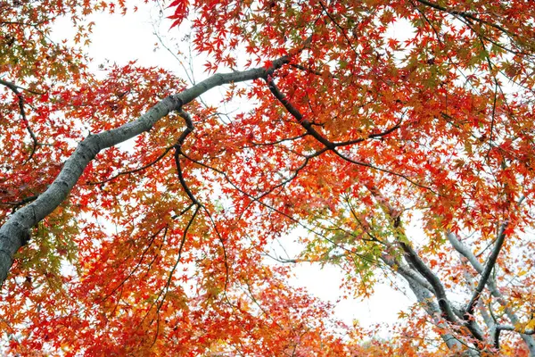 Şangay parkında kışın akçaağaç yaprağı