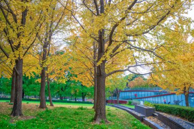 Parkın yanındaki gingkgo.