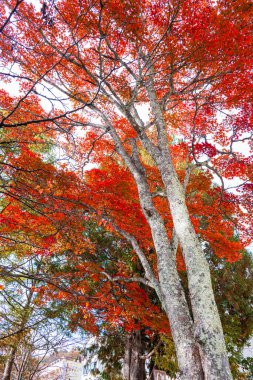 Akçaağaç ağaçları kızarıyor.