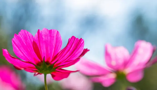 Kozmosun çiçekleri yazın açıyor.