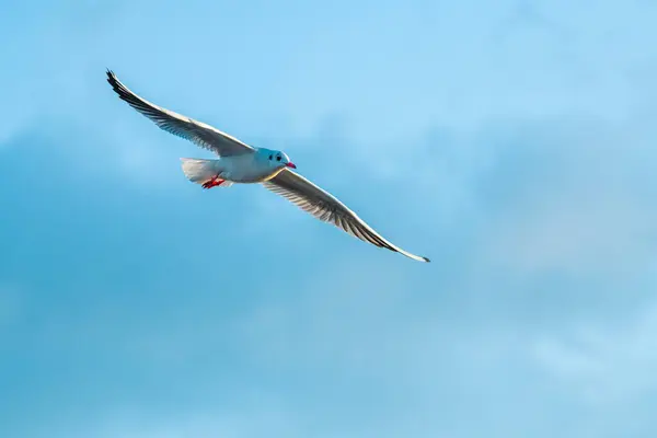 Siyah başlı martı Yun Nan 'da özgürce uçuyor.