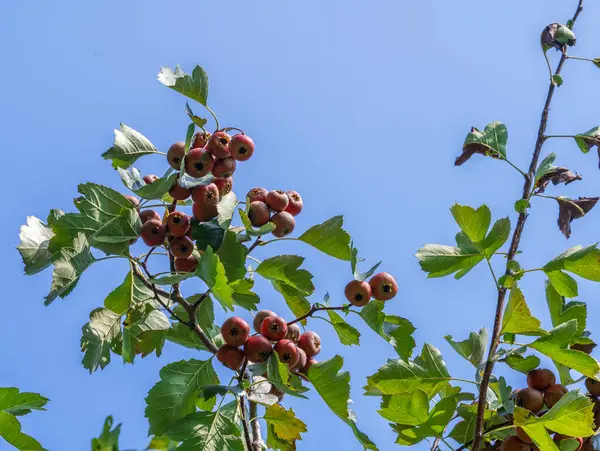 Hawthorn yazın büyüyor.