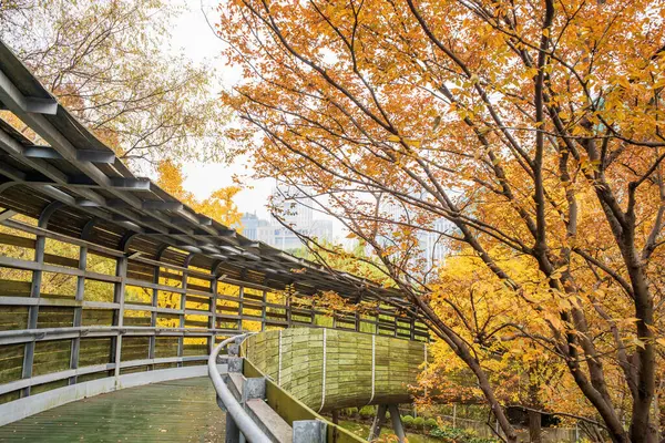 Parkta yürürken, akçaağaçlar ve gingko renk değiştiriyor.