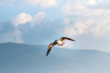 Siyah başlı martı kışın uçuyor.