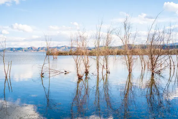 Gölün etkin kökü manzarayla çevrili