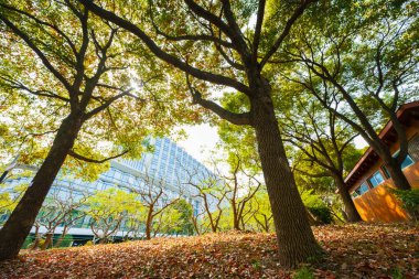 Parkta yürürken baharı görürüm.