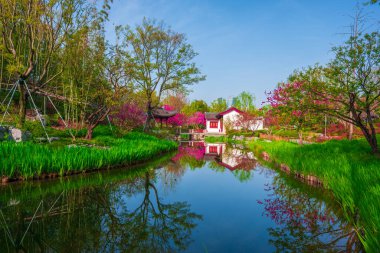 Şeftali çiçeklerinin açtığını görmek için Shen bahçesine git.