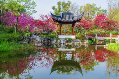 Şeftali çiçeklerinin açtığını görmek için Shen bahçesine git.