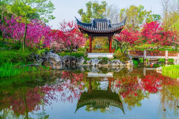 Şeftali çiçeklerinin açtığını görmek için Shen bahçesine git.